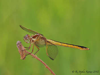 Libellula needhami, female